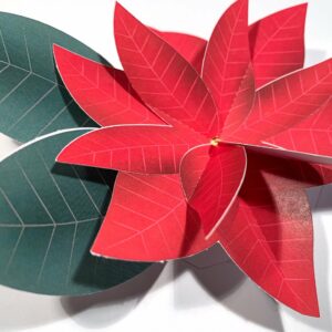 poinsettia 3d pop up greeting